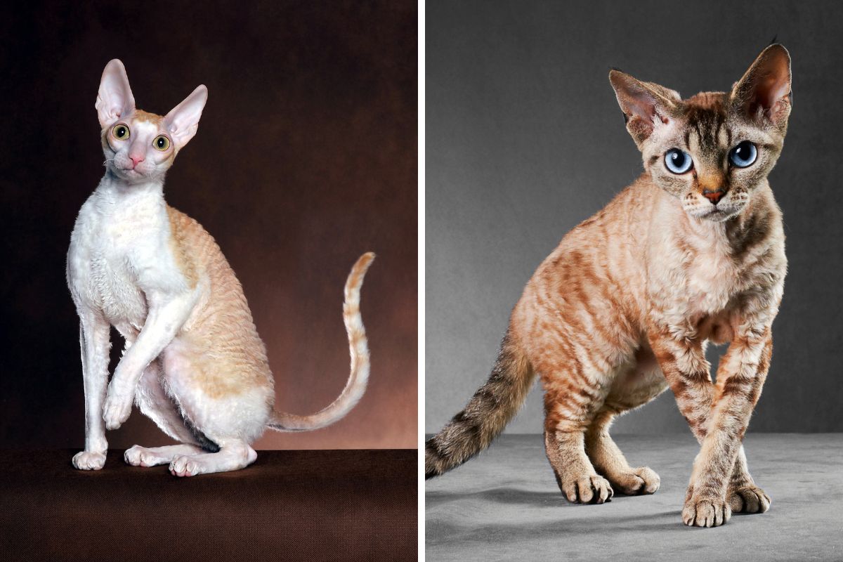 Cornish Rex