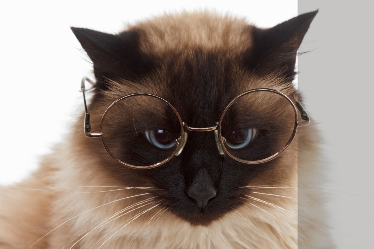 Gato Balinês