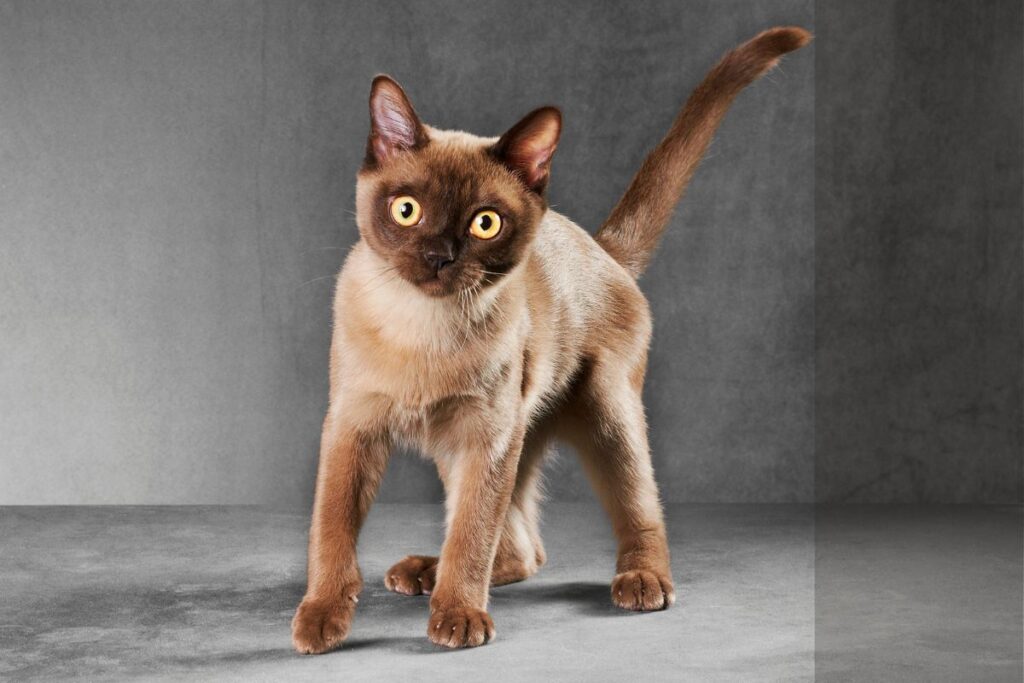 Gato Burmês: 7 truques que todo criador precisa saber para apartamentos pequenos