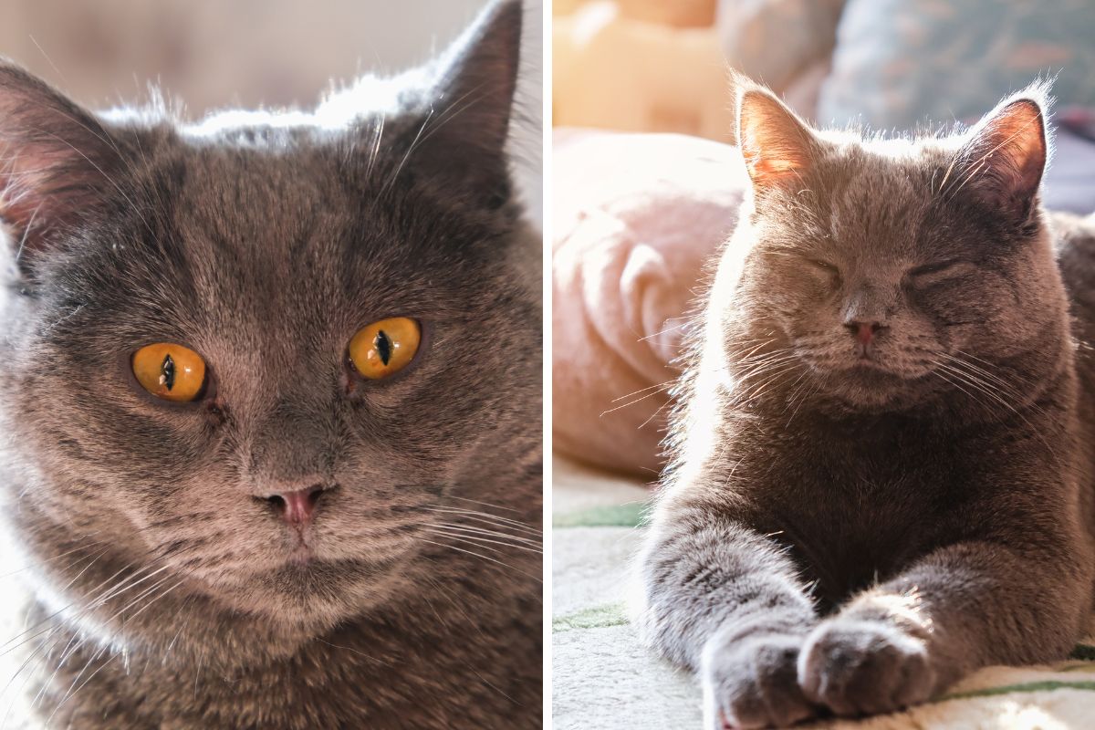 Gato Charteux