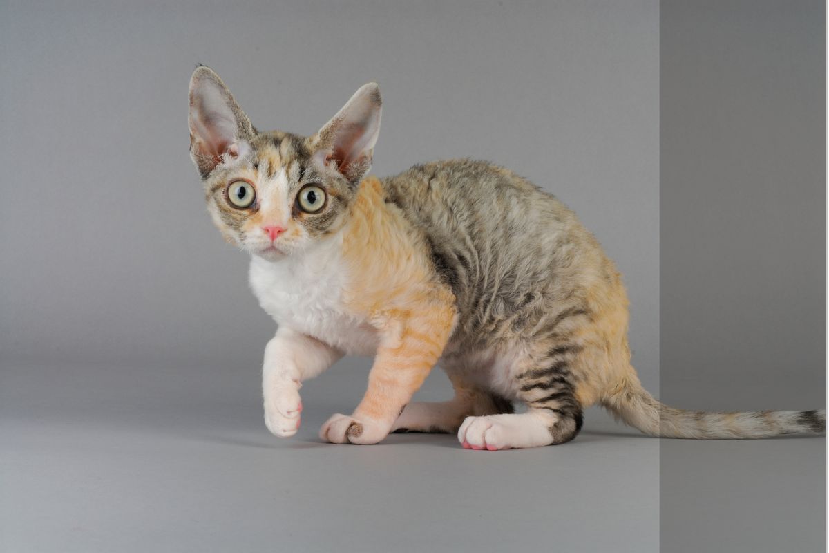 Gato Devon Rex
