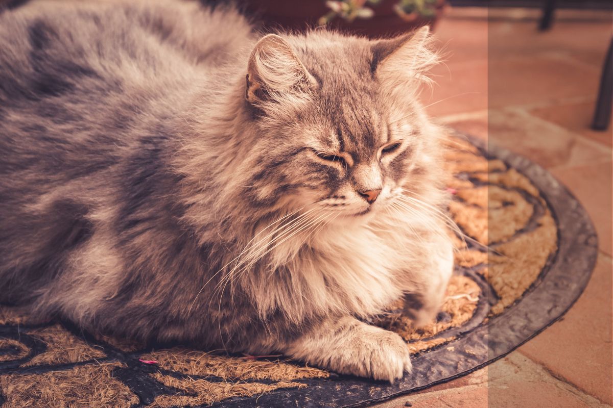 Gatos de pelo longo