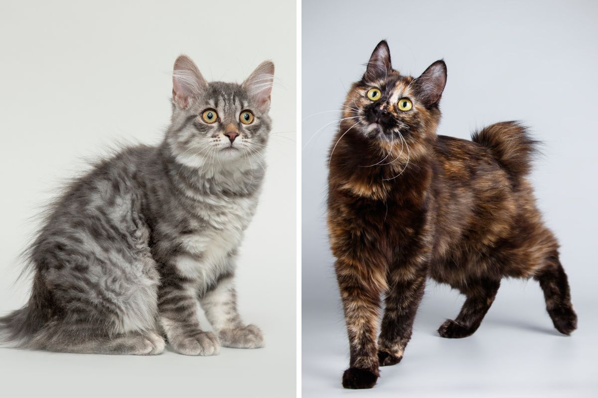 Kurilian Bobtail gato