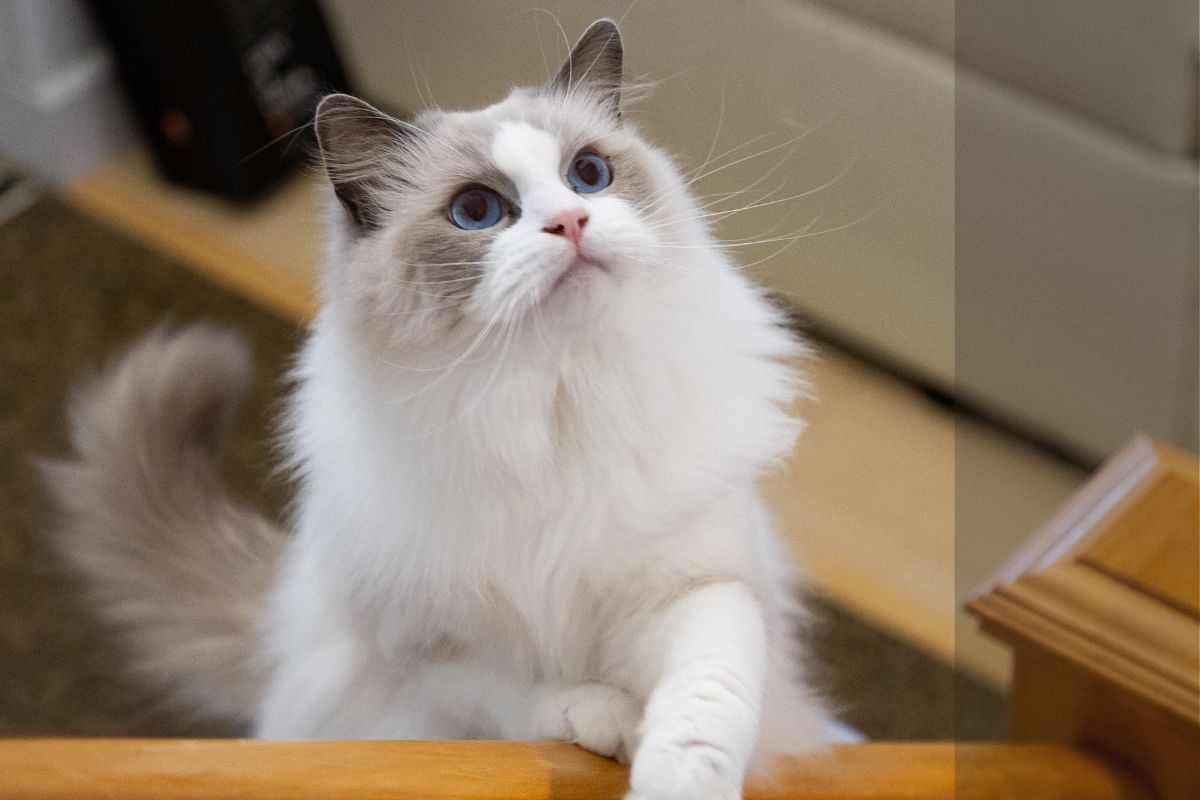 Ragdoll gato