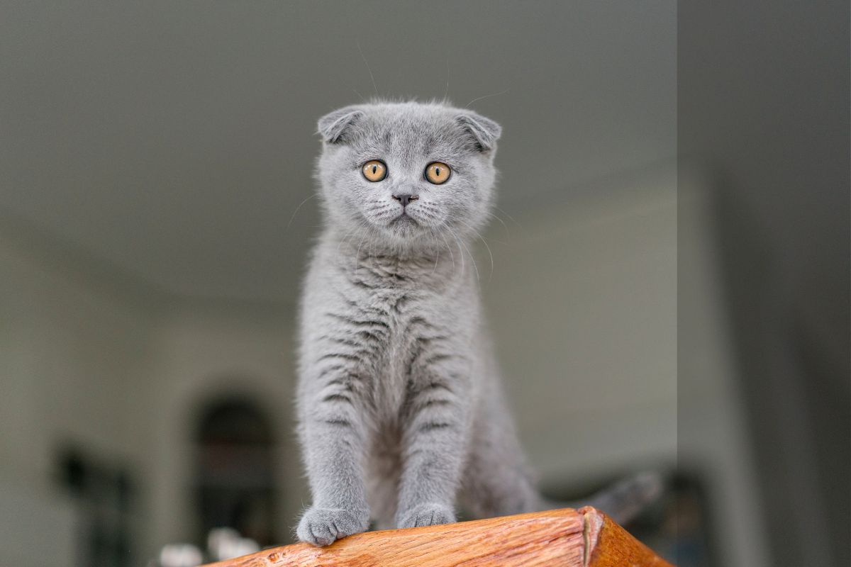 Scottish Fold