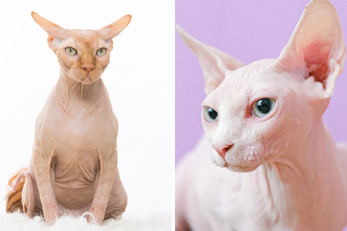 gato sphynx cuidados