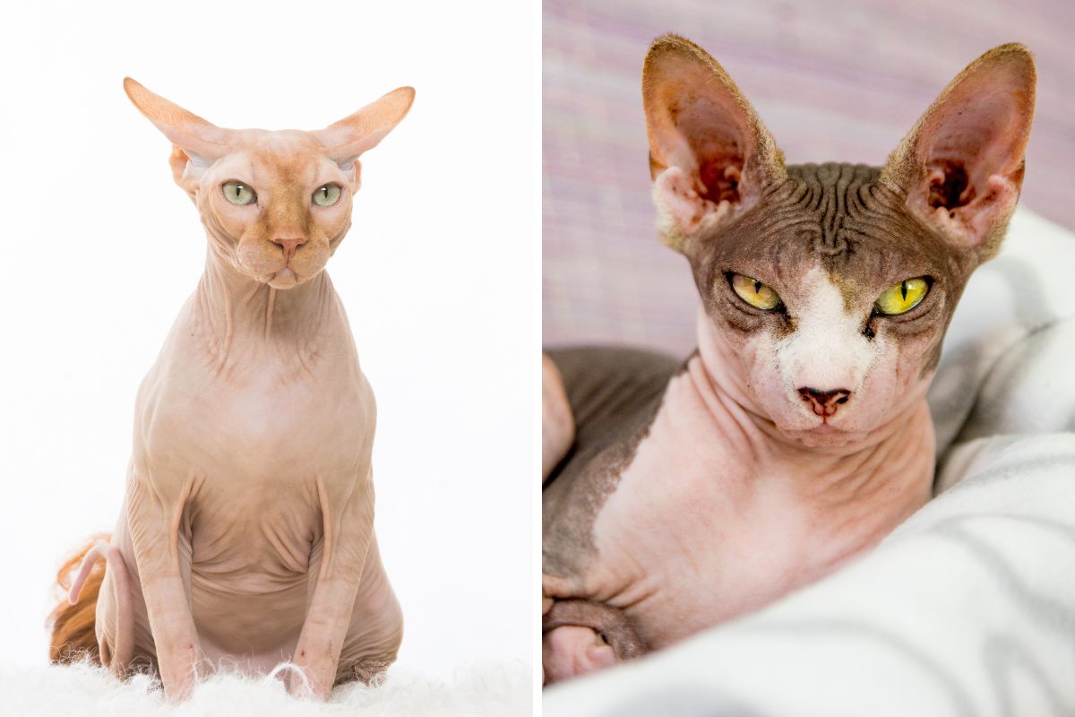 gatos Sphynx